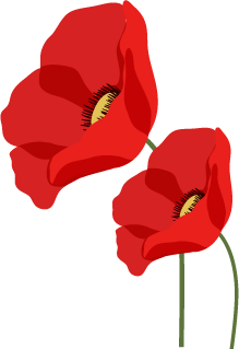 vecteur deux fleurs de coquelicots 